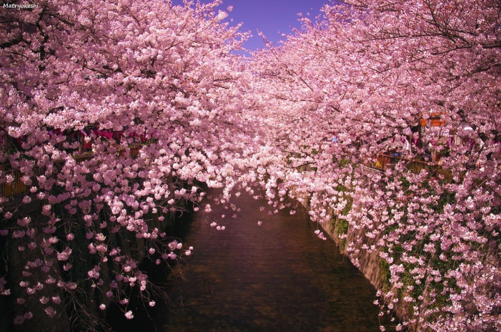 Йокогама Япония цветение Сакуры