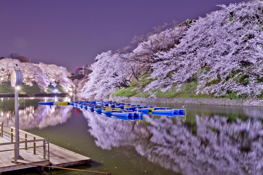 Цветение Сакуры в Японии фото