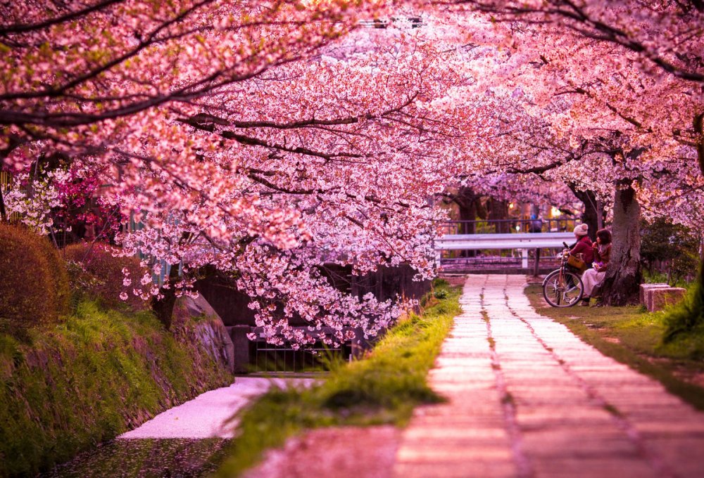 Цветущая Сакура в Японии сад