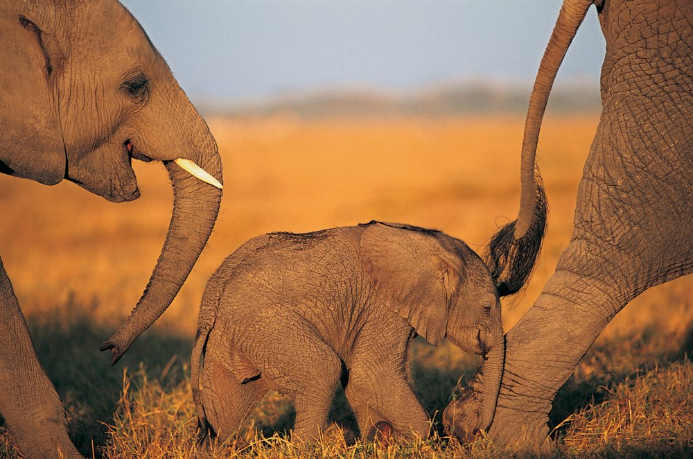 Африканский слон со слоненком