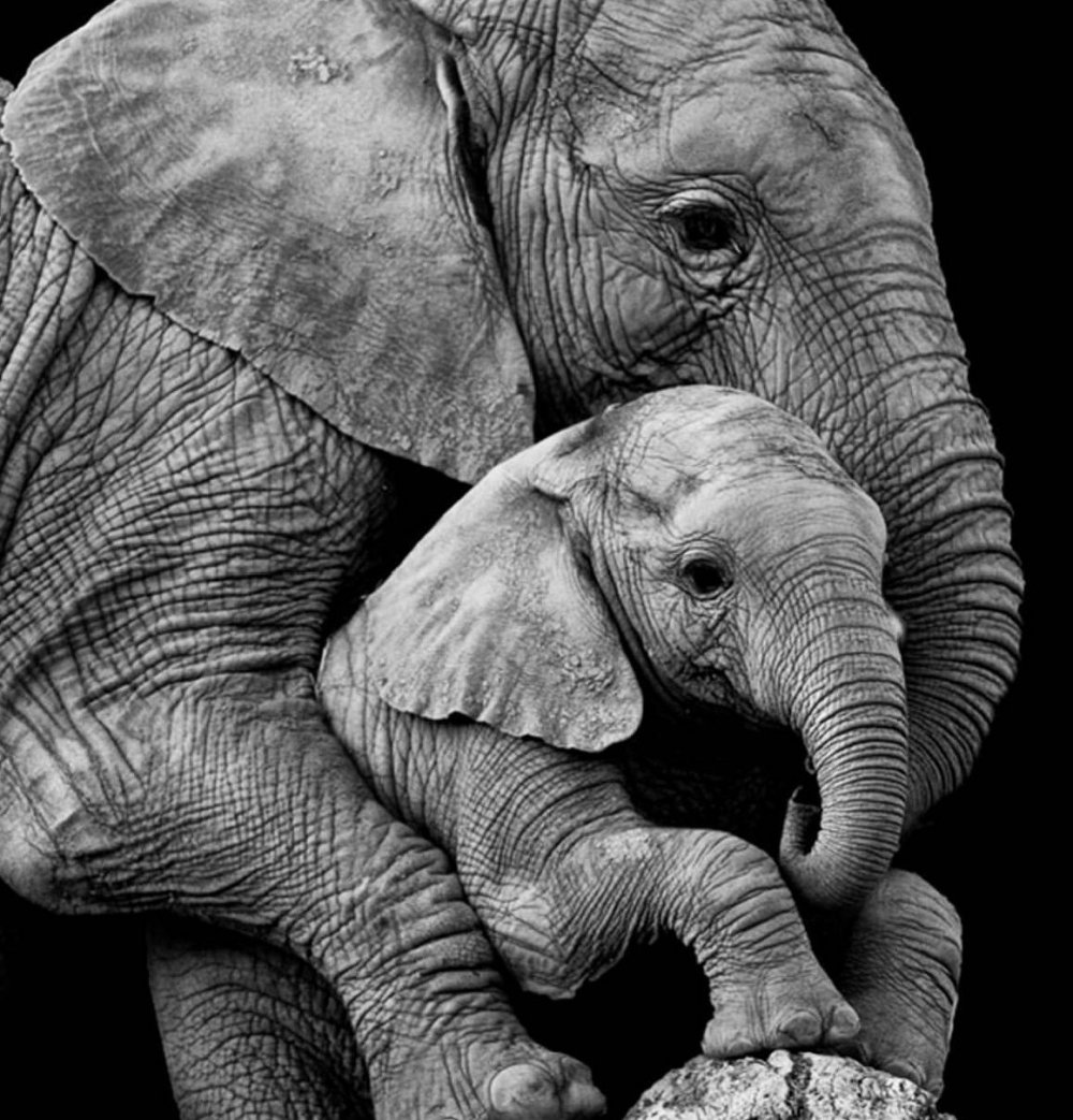Красивые слоны