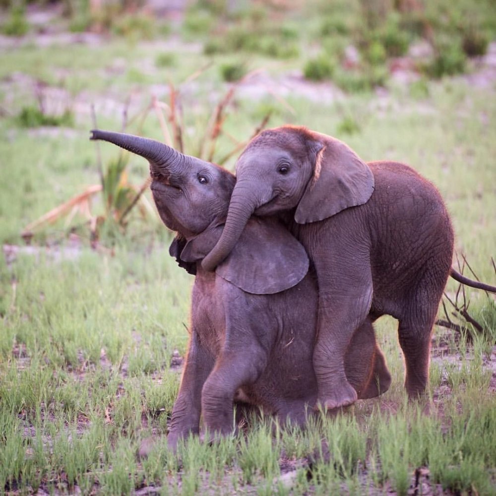Красивые африканские слоны