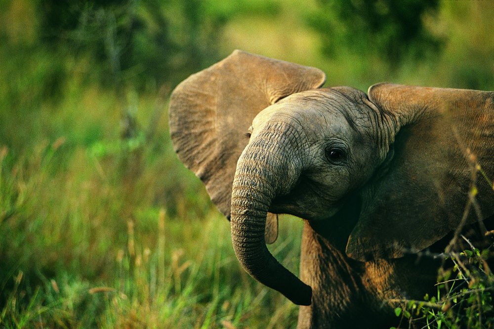 Бивни слона