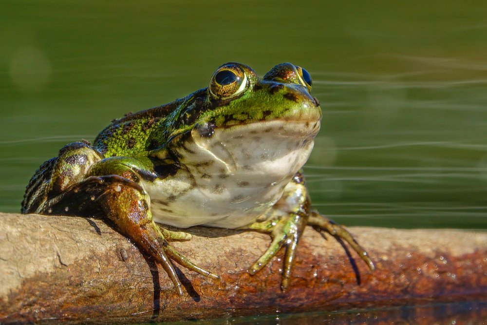 Земноводные животные лягушка жаба