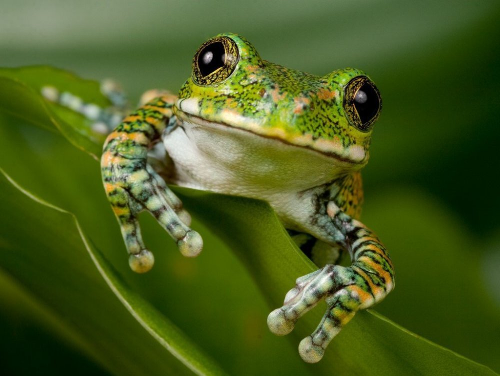 Frog фото