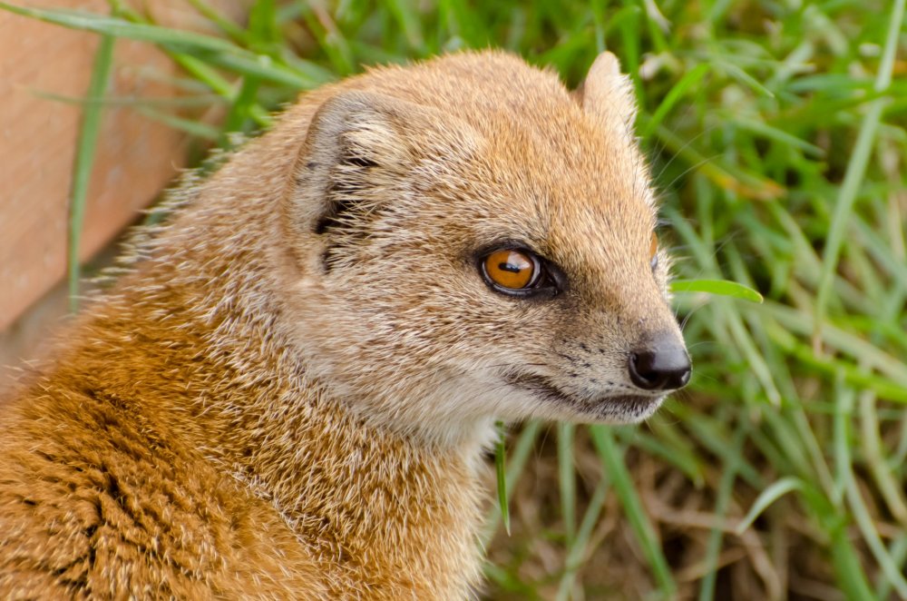 Королевский Мангуст