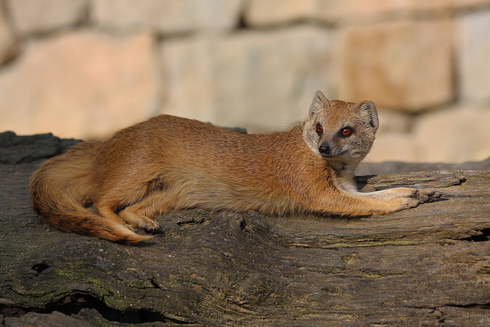 Королевский Мангуст