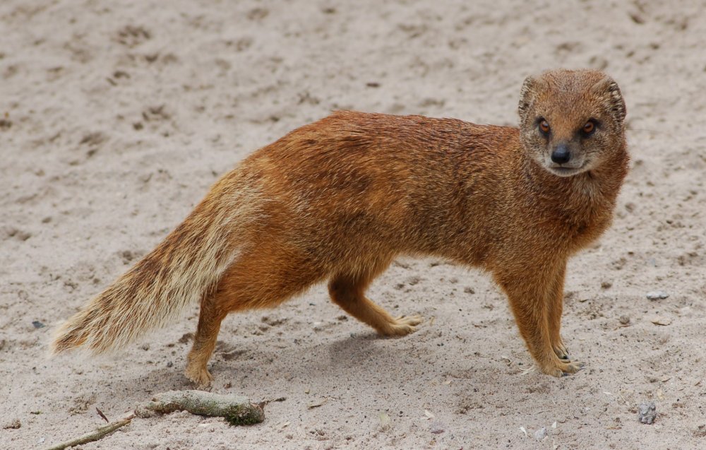 Королевский Мангуст