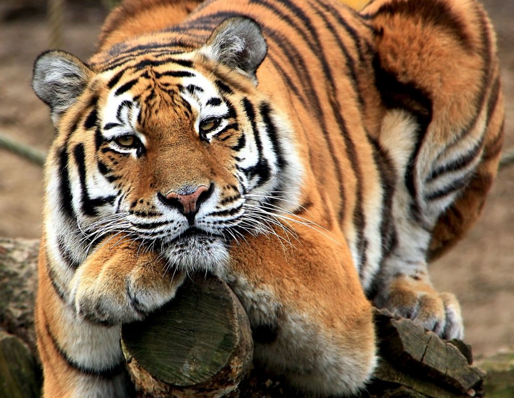 Тигрица с тигрятами Индия