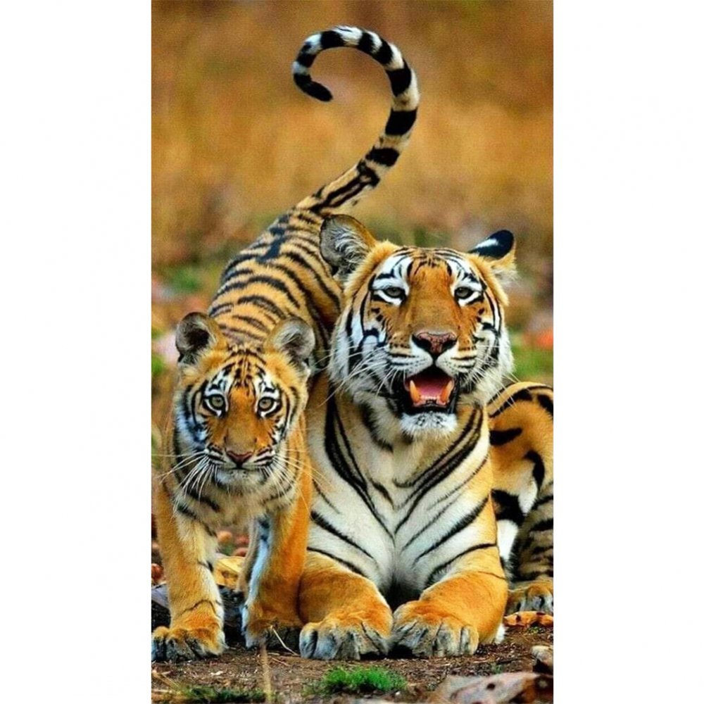 Тигры семья тигр тигрица Тигренок