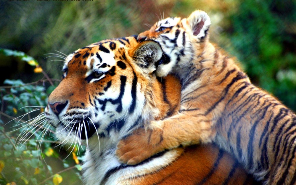 Суматранский тигр детеныш