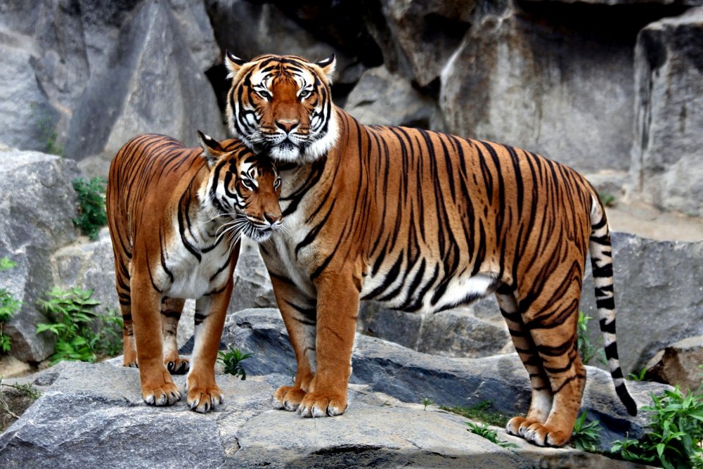 Прикольные тигрята