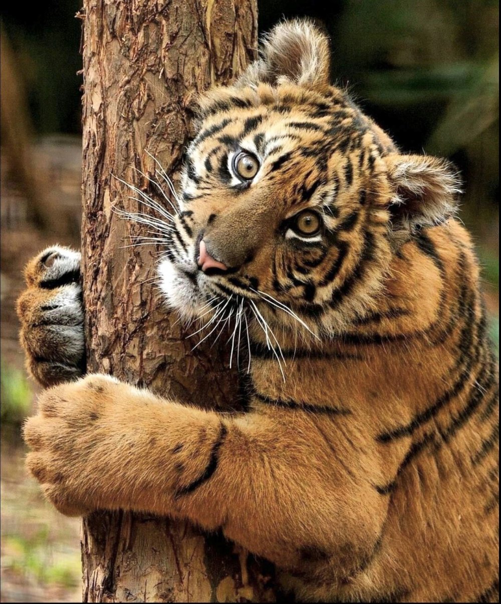 Красивый тигр с тигрицей