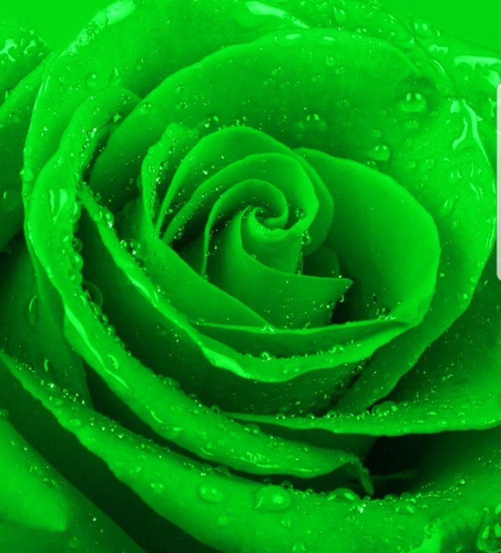 Красивый зеленый цвет
