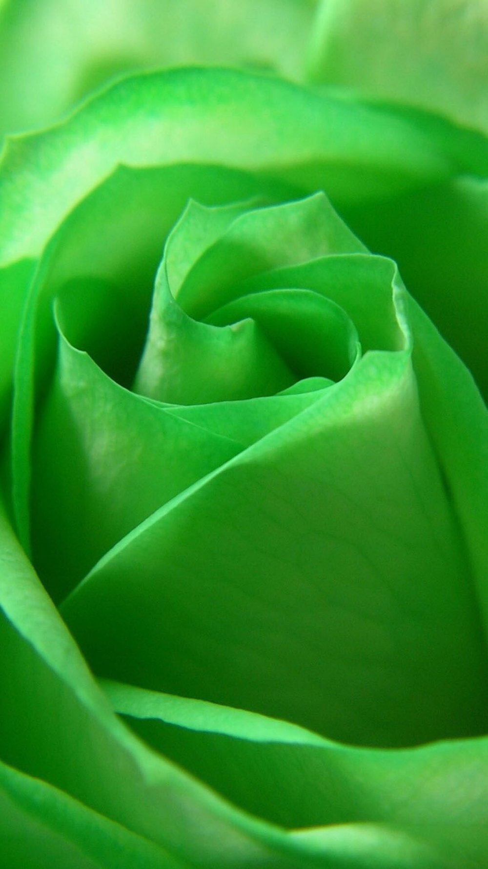 Зеленые розы гифы