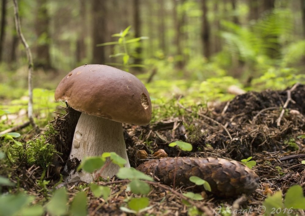 Boletus edulis – белый гриб