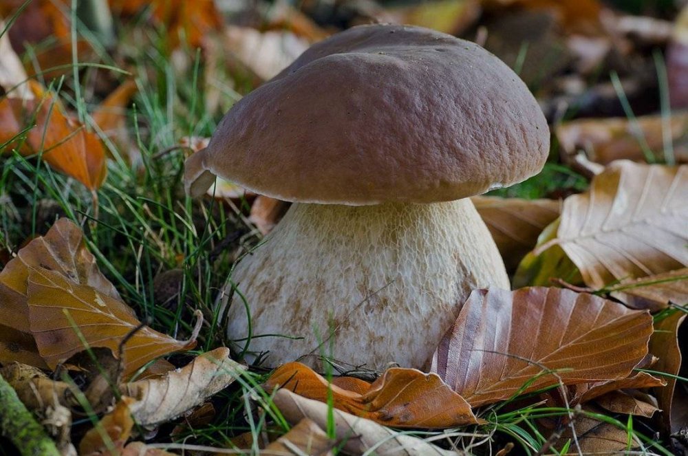 Боровик несъедобный Boletus calopus