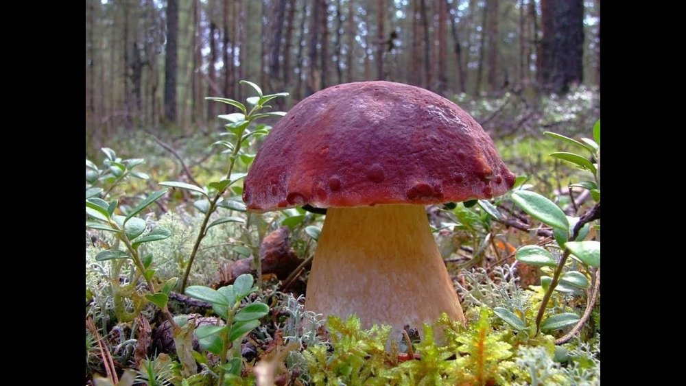 Boletus edulis – белый гриб