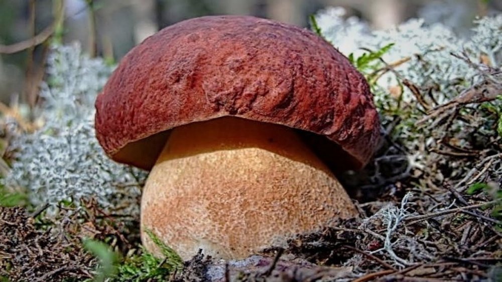 Boletus edulis – белый гриб