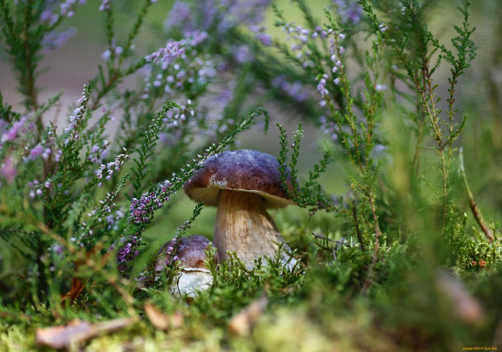 Грибы отдел ( Boletus edulis