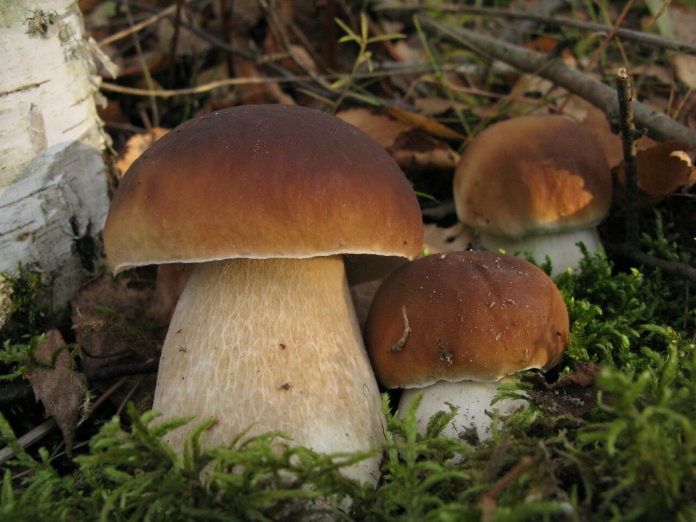 Boletus edulis – белый гриб