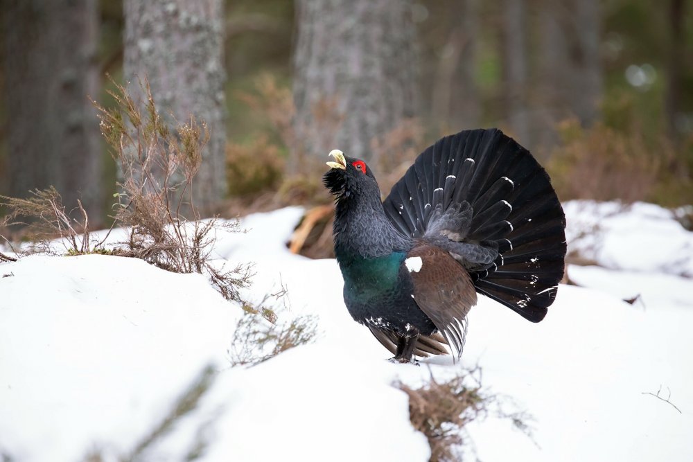 Глухарь - Capercaillie