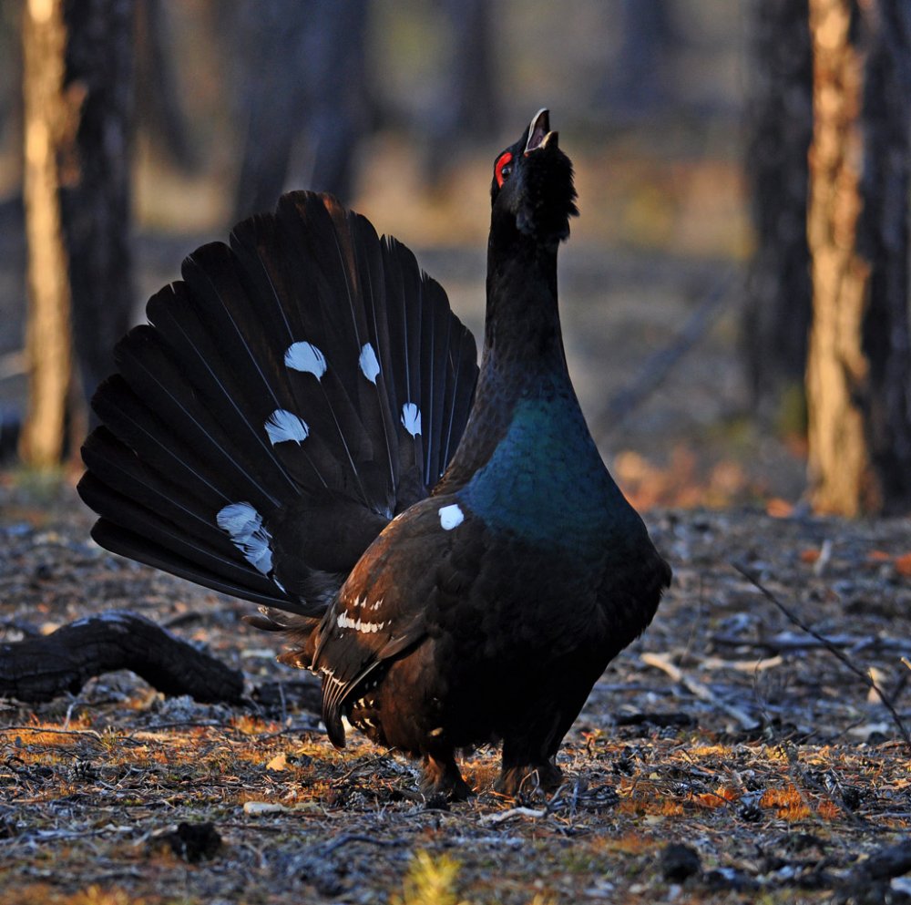 Глухарь (Tetrao urogallus)