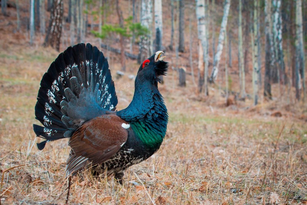 Глухарь (Tetrao urogallus)