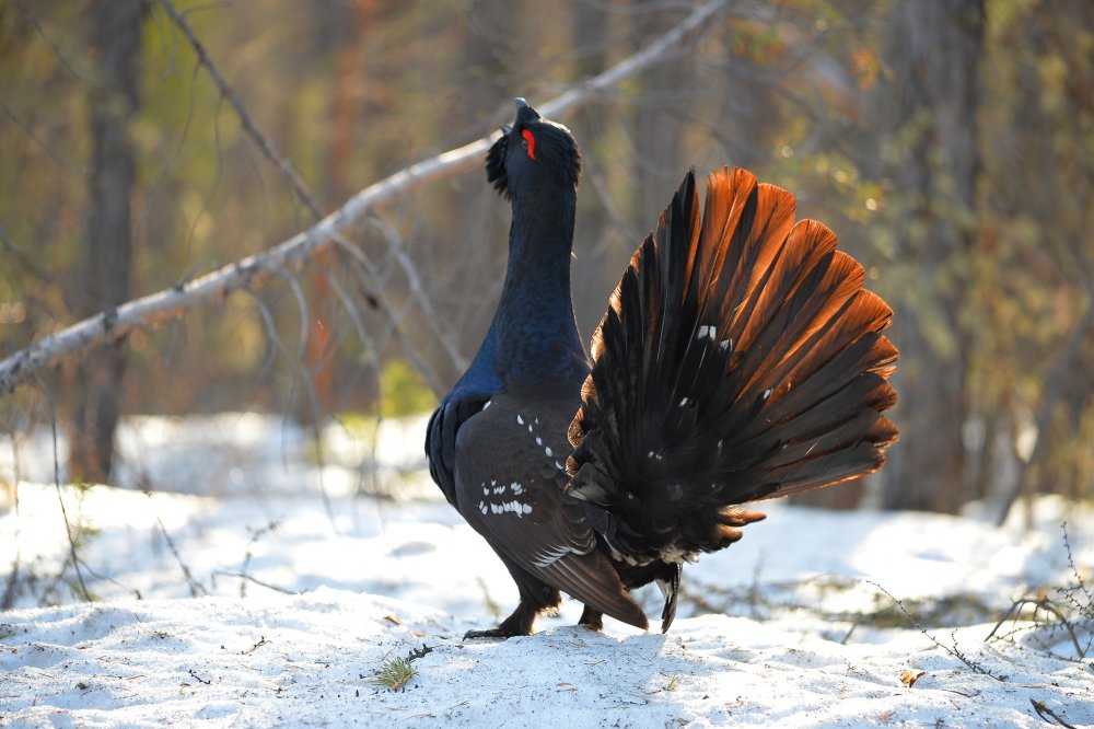 Каменный Глухарь (Tetrao parvirostris)