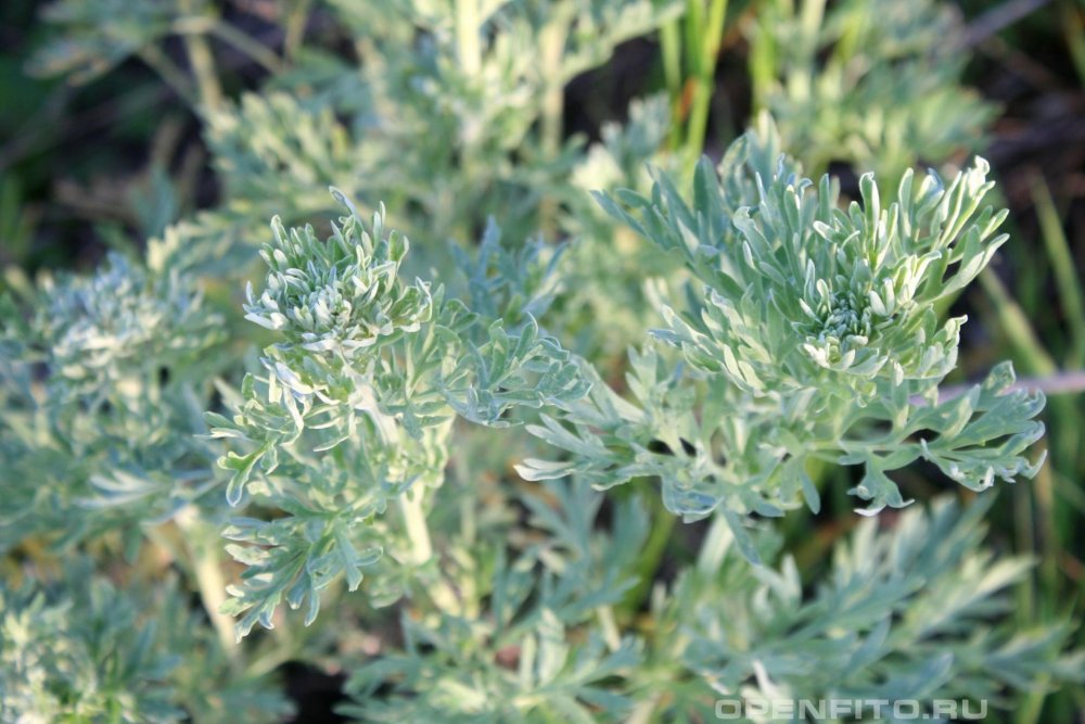 Полынь горькая (Artemisia absinthium)