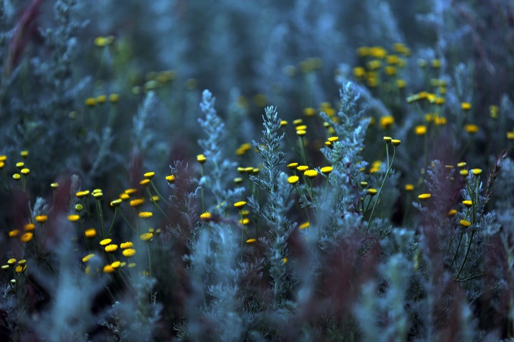 Полынь горькая (Artemisia absinthium)