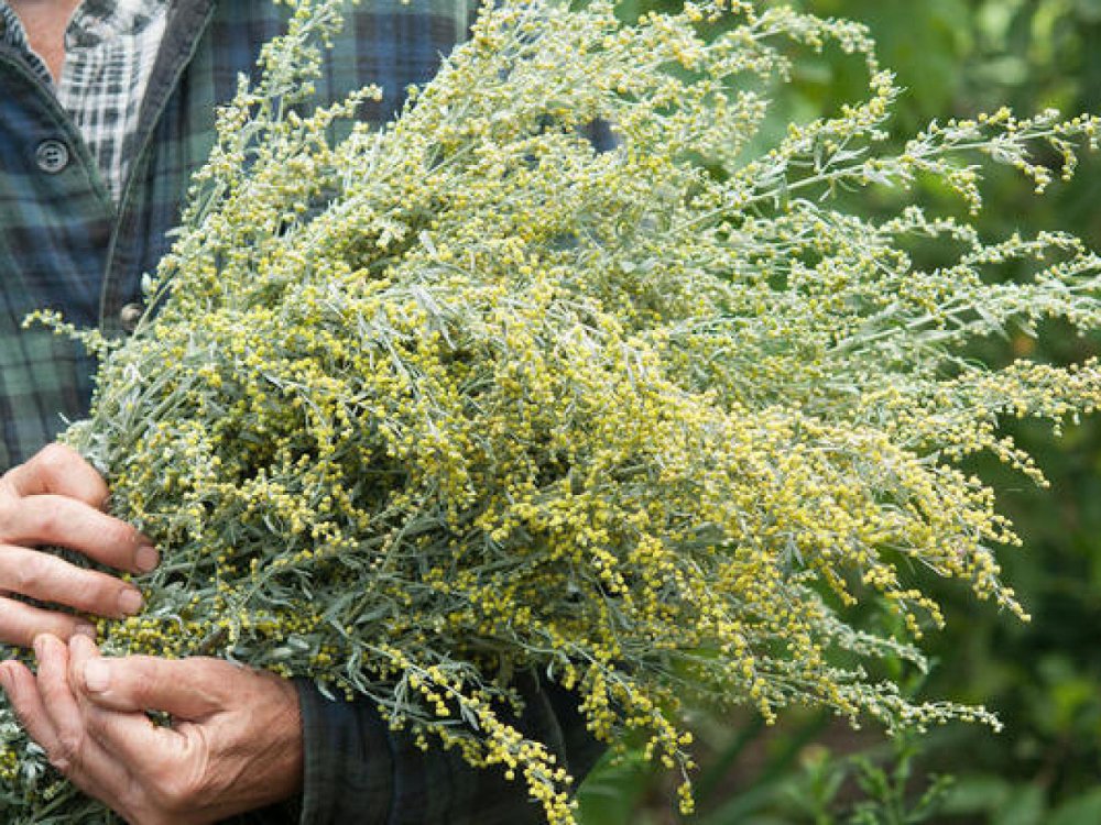 Полынь Каспийская Artemisia caspica