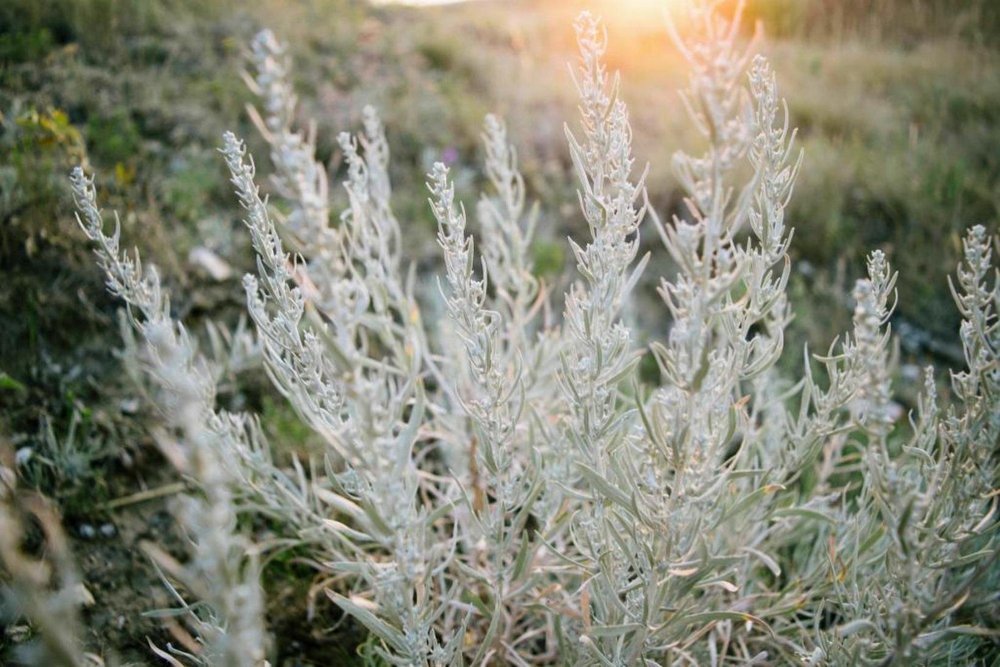 Полынь горькая (Artemisia absinthium)