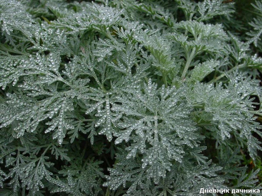 Полынь горькая (Artemisia absinthium)