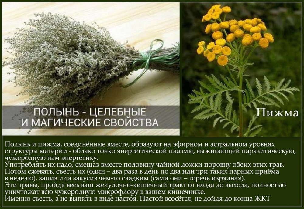 Полынь горькая (Artemisia absinthium)