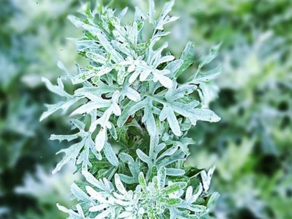 Полынь горькая (Artemisia absinthium)