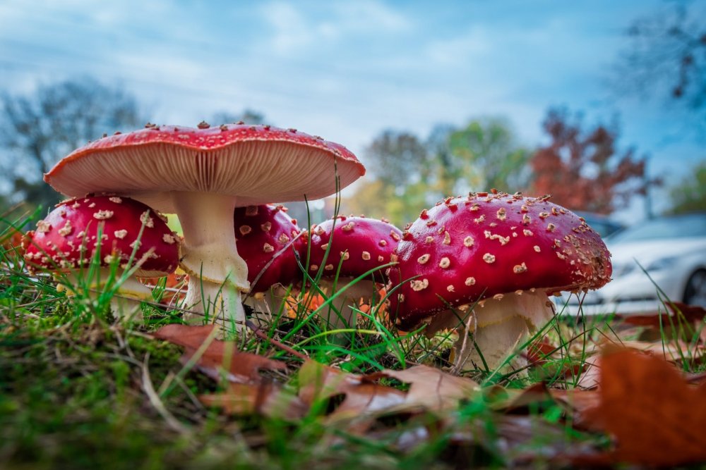 Гриб Amanita muscaria