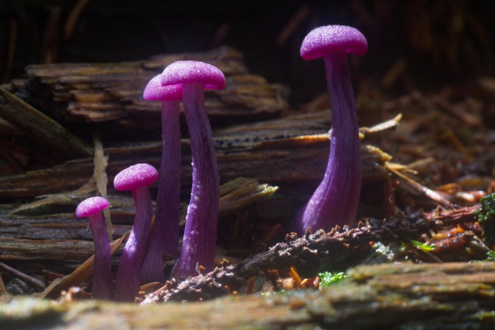 Лаковица Аметистовая Laccaria amethystina