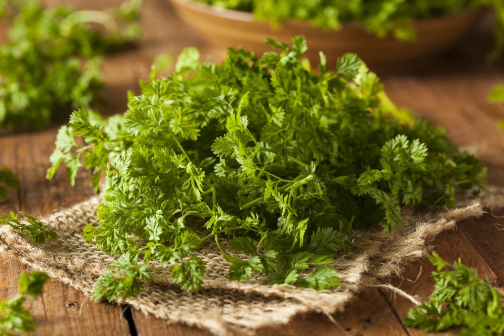 Петрушка parsley