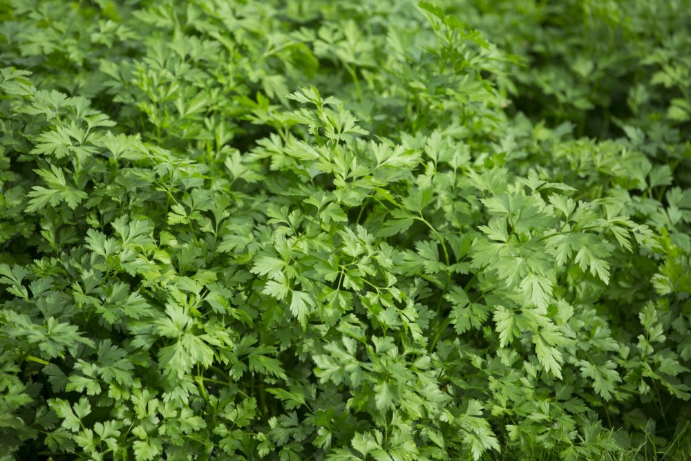 Кервель ажурный ( Anthriscus cerefolium)