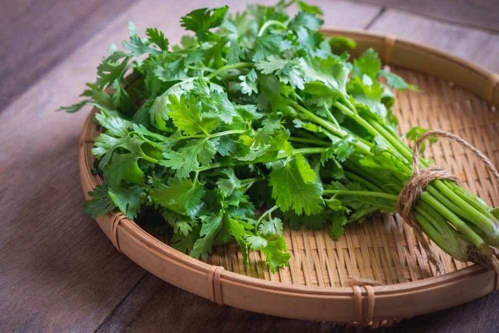 Петрушка parsley