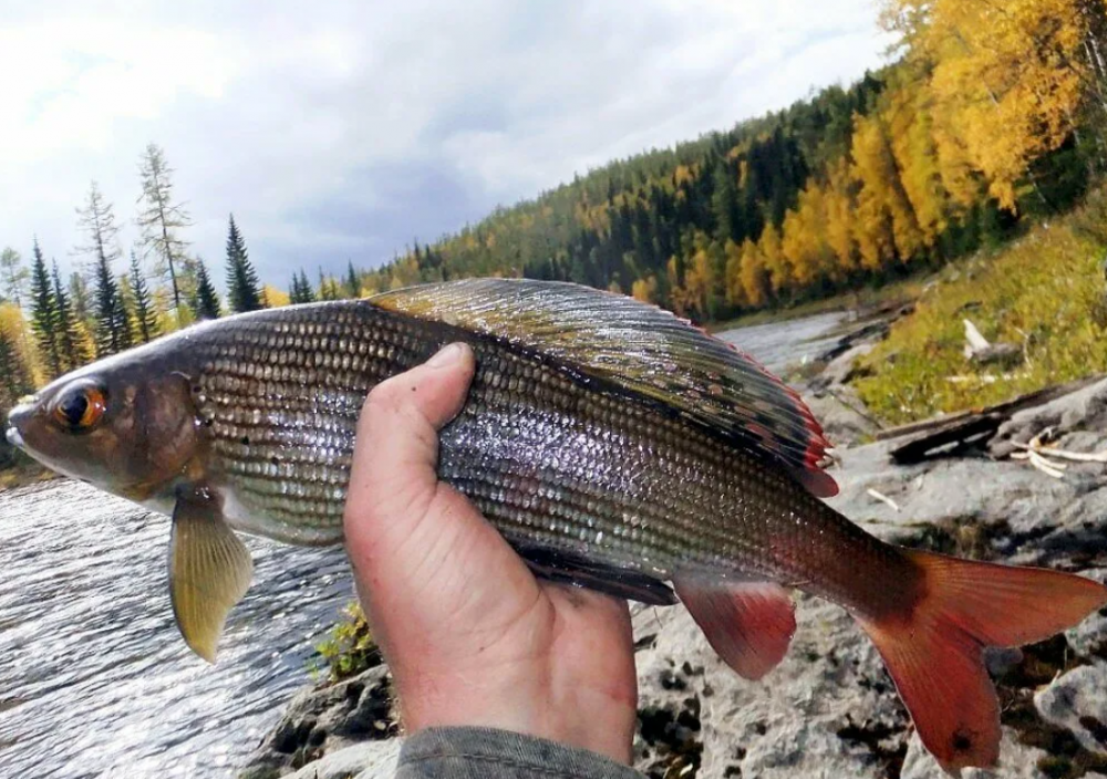 Сибирский Байкальский хариус