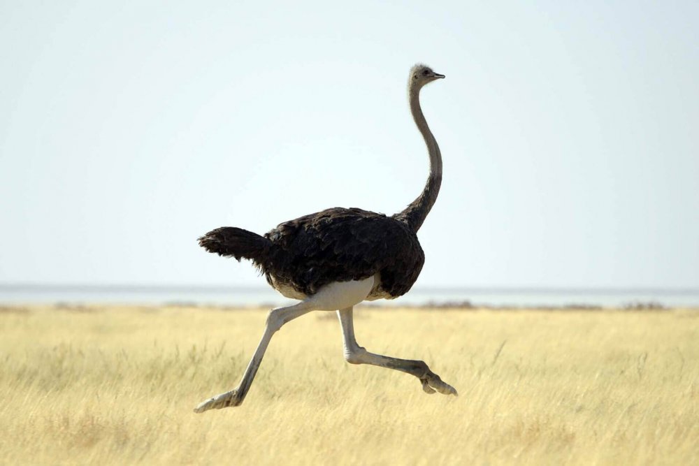 Страусята африканского страуса