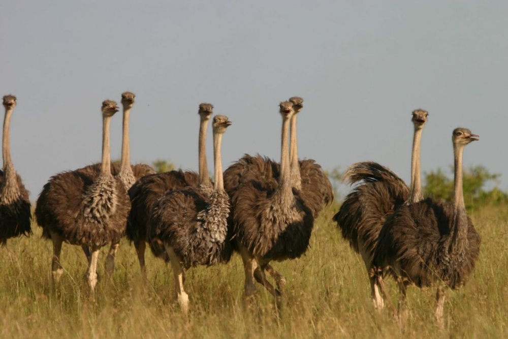 Ostrich picture