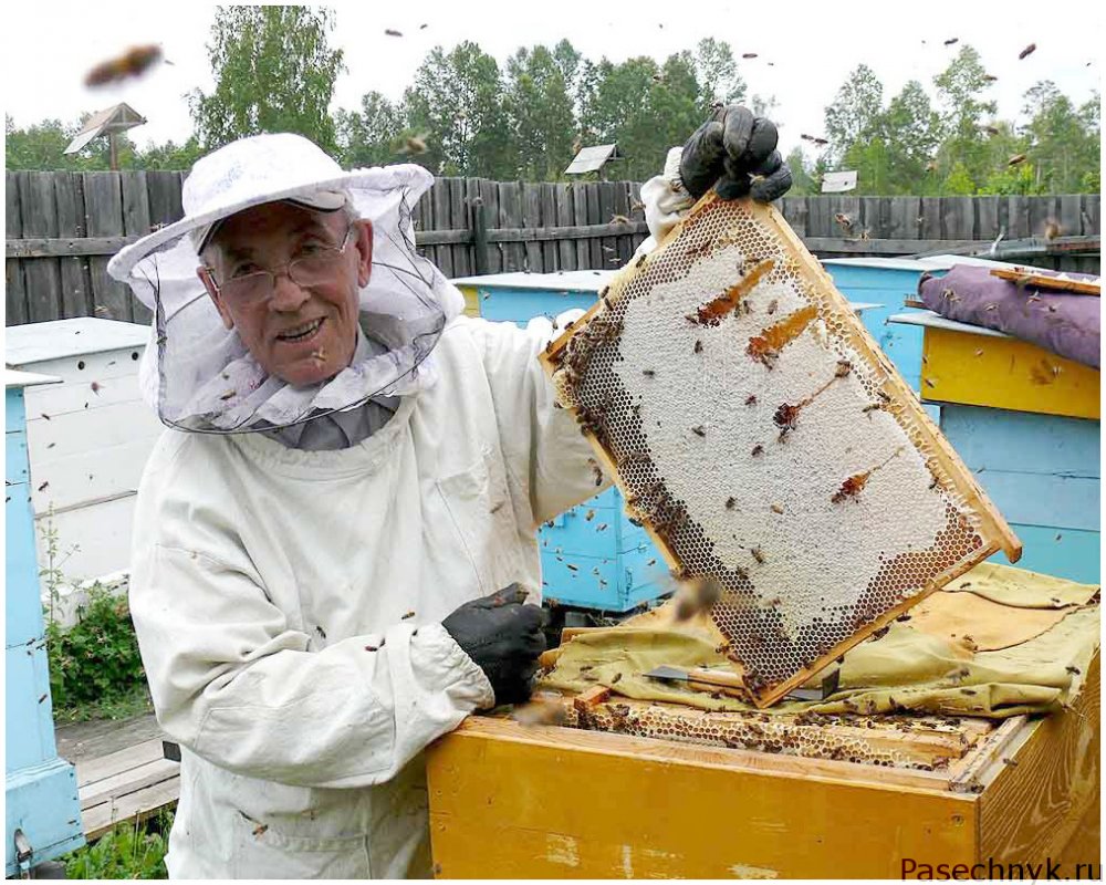 Цебро методы пчеловождения