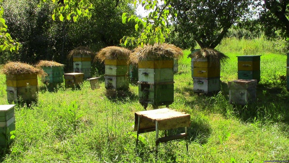 Бортничество и Пасечное Пчеловодство