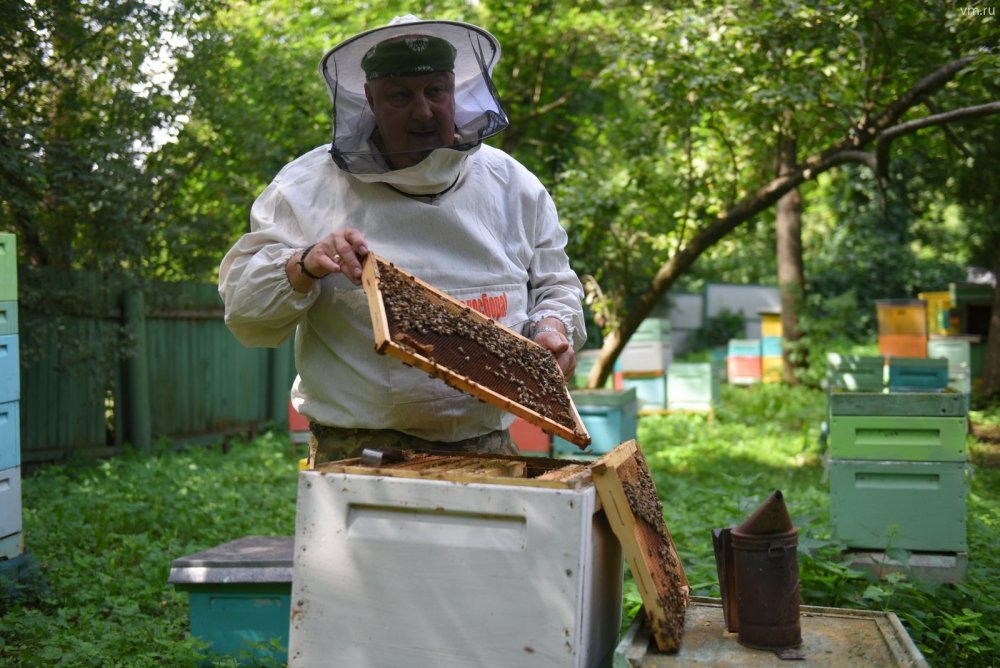 Пчеловодство в России