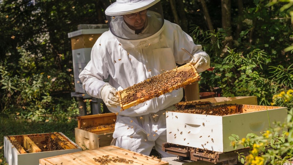 Пчеловодное хозяйство "Пасечник Шишкин"
