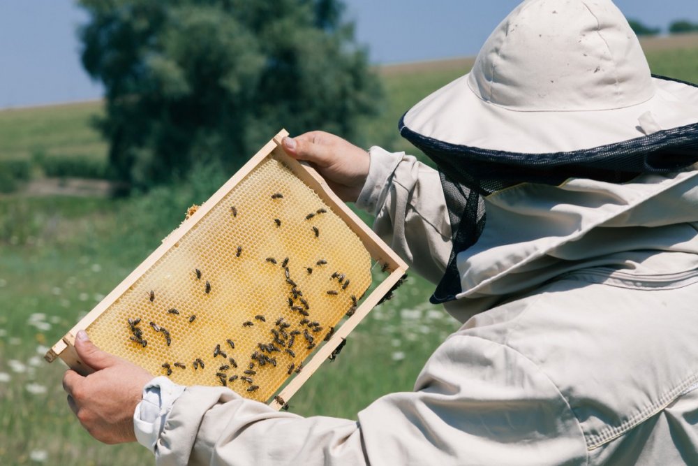 Отрасль пчеловодства