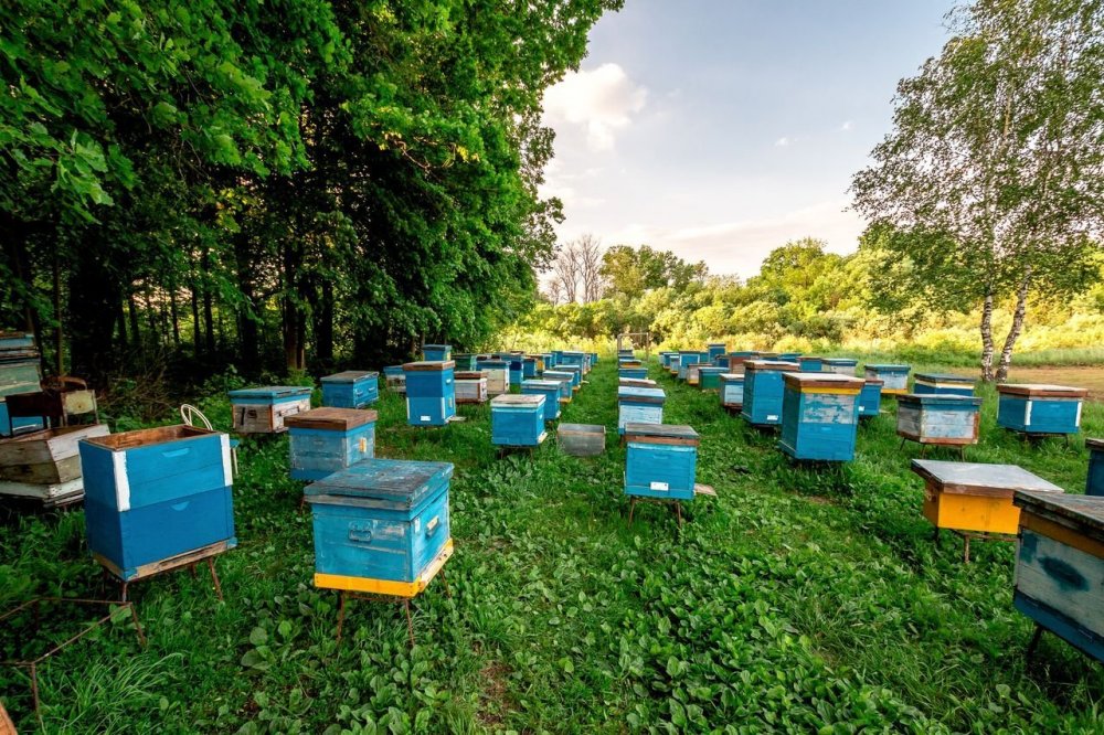 Пасека 2000 пчелосемей